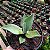 Agave Azul - Agave wercklei - Imagem 3