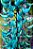 Strongylondon macrobothrys - Jade Azul (Trepadeira) - Imagem 8