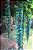 Strongylondon macrobothrys - Jade Azul (Trepadeira) - Imagem 6
