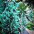 Strongylondon macrobothrys - Jade Azul (Trepadeira) - Imagem 3
