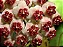 Hoya Kerii - Flor de Cera - Imagem 6