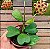 Hoya Kerii - Flor de Cera - Imagem 1