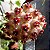 Hoya Kerii - Flor de Cera - Imagem 8