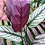 Maranta Riscada - Calathea orlata - Imagem 4