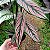 Maranta Riscada - Calathea orlata - Imagem 1