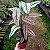 Maranta Riscada - Calathea orlata - Imagem 2