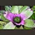 Bromélia Neoregelia 'Concentrica' - Imagem 3