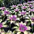 Bromélia Neoregelia 'Concentrica' - Imagem 4