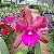 Cattleya Hibrida 10 - Imagem 1