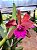 Cattleya Hibrida 10 - Imagem 4