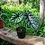 Alocasia Sinuata - Imagem 3
