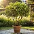 Árvore Frutífera: Pitangueira - Eugenia Uniflora - Imagem 4