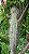 Bromelia Tillandsia Usneoides (Barba-de-Velho) - Norte Americana - Imagem 3