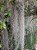 Bromelia Tillandsia Usneoides (Barba-de-Velho) - Norte Americana - Imagem 4