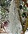 Bromelia Tillandsia Usneoides (Barba-de-Velho) - Norte Americana - Imagem 2
