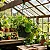 Filodendro Cordatum - Philodendron cordatum - Imagem 1