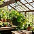 Filodendro Cordatum - Philodendron cordatum - Imagem 1