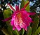 Cacto Orquídea - Epiphyllum hybrid - Imagem 1