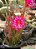 Cacto Orquídea - Epiphyllum hybrid - Imagem 4