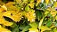 Pereskia aureiflora - Ora-pro-nóbis dourada - Imagem 2
