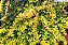 Pereskia aureiflora - Ora-pro-nóbis dourada - Imagem 1