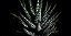 Haworthia fasciata (Rabo de Tatu ou Suculenta Zebra) - Imagem 3