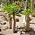 Palmeira de Madagascar - Pachypodium lamerei - Imagem 4