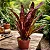 Bromélia Billbergia Amoena - Imagem 3
