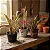 Bromélia Billbergia Amoena - Imagem 2