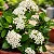 Mini Ixora Branca - Imagem 4
