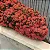 Mini Ixora Vermelha - Imagem 3