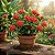Mini Ixora Vermelha - Imagem 1