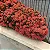 Mini Ixora Vermelha - Imagem 3