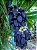 Jade Negra - Mucuna Nigricans (Trepadeira) SUPER PROMOÇÃO - Imagem 1