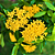Ixora chinensis Amarela - Imagem 1