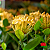 Ixora chinensis Amarela - Imagem 4