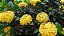 Ixora chinensis Amarela - Imagem 5