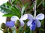 Borboleteira Azul - Rotheca Myricoides - Imagem 1