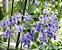 Borboleteira Azul - Rotheca Myricoides - Imagem 2