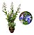 Borboleteira Azul - Rotheca Myricoides - Imagem 5