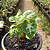 Syngonium Podophyllum - Planta Flecha - Imagem 6