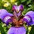 Neomarica candida coerulea ou Iris da Praia Azul - Imagem 3