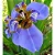 Neomarica candida coerulea ou Iris da Praia Azul - Imagem 5