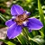 Neomarica candida coerulea ou Iris da Praia Azul - Imagem 1