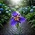 Neomarica candida coerulea ou Iris da Praia Azul - Imagem 4