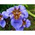Neomarica candida coerulea ou Iris da Praia Azul - Imagem 4