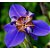 Neomarica candida coerulea ou Iris da Praia Azul - Imagem 1