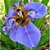 Neomarica candida coerulea ou Iris da Praia Azul - Imagem 5