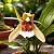 Coelogyne Speciosa - Imagem 1