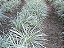 Barba de Serpente - Ophiopogon jaburan - Imagem 6